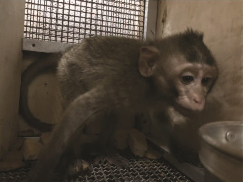 Lost in “Quarantine”: A Newly Imported Monkey, Missing for Five Days
