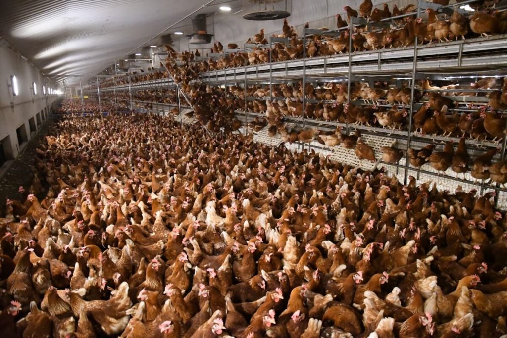 6 Truths About Vital Farms PETA Is Ready to Bring to Shareholder Meetings