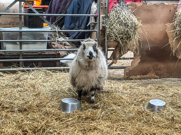 The Rain It Raineth Every Day