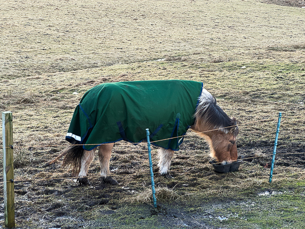 My Winter Horse Keeping Method