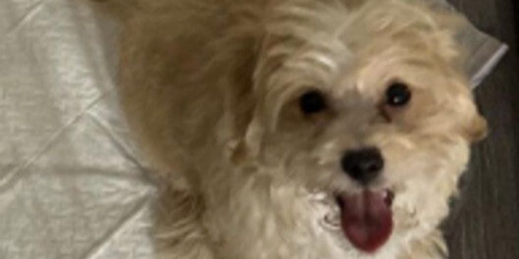 PETA Awards Police Department for Swift Action After Twitch Streamer Goes After Little Puppy