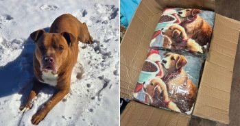 When Snow Hit The South, Our Hero VIPs Sent Warmth To Shelter Dogs In Need