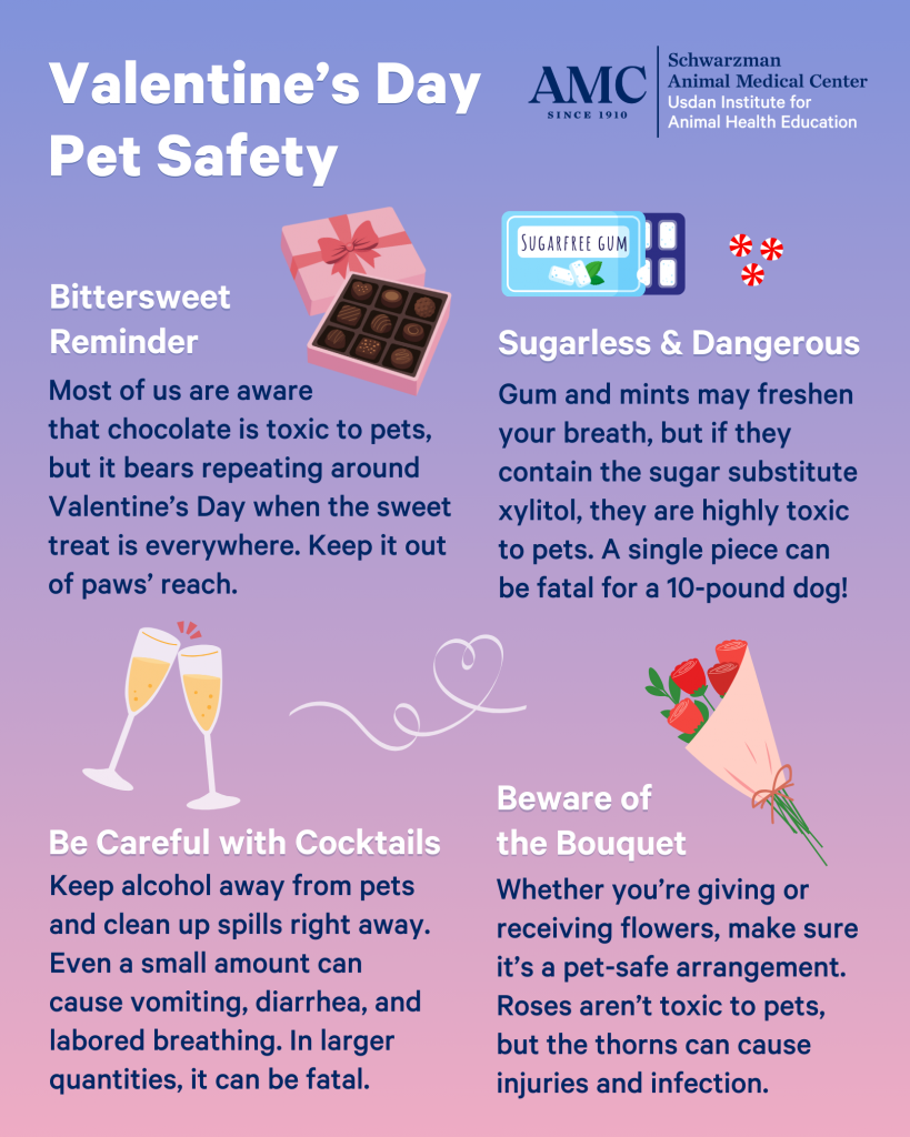 Pet Insurance Data Shows a Surprising Valentine’s Day Hazard for Dogs