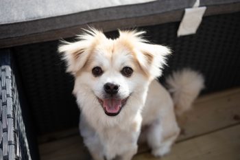 8 Best Wild Boar Dog Foods