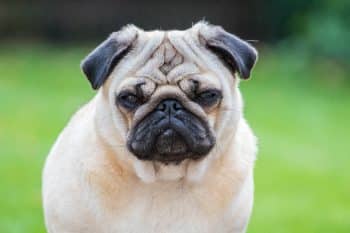 13 Dog Breeds With Famous “Grumpy Face” Resting Looks