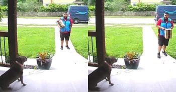This Delivery Driver Was Scared of Dogs Until One Friendly Pup Said Hello