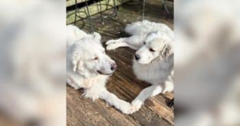 Two Dogs Facing Euthanasia Share the Same Injury… and an Even Bigger Connection