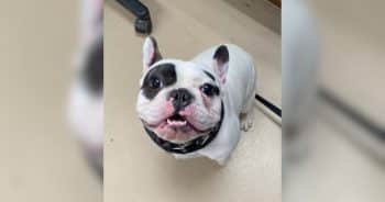 Shelter Gets Real About a ‘Terror’ Dog’s Challenges Instead of Writing a Fairy Tale