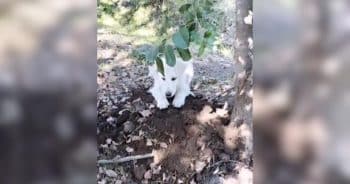 She Kept Her Promise To An Old Dog, Then A Puppy Appeared