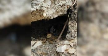 Officers Find A Litter Of Puppies Hiding Under A Concrete Slab