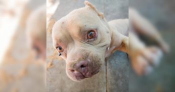 Rescued From A Cement Pit, This Dog Finally Knows What Love Feels Like