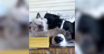 Dog Overcomes Her Fear of Kittens and Turns Into a Total Foster Mama