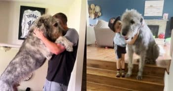 Walter the Wolfhound Weighs 140 Pounds But Believes He’s A Lap Dog