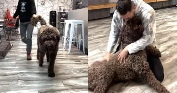 How Time and Patience Turned One Anxious Doodle Into Man’s Best Friend