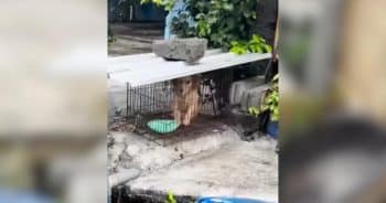 She Was Locked Away When She Wasn’t “Cute” Anymore, Now Watch Her Run Free