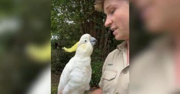 Robert Irwin’s Gentle Reunion With His Dad’s Beloved Cockatoo