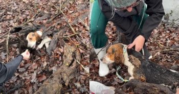 Tiny Dog Found In Rotten Log Gets Rescued And A Second Chance