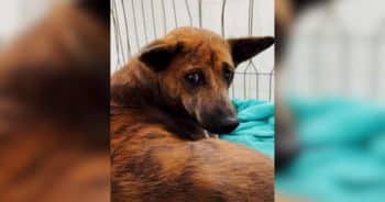 She Fostered a Dog In Need While On Vacation and Five Months Later They Reunite