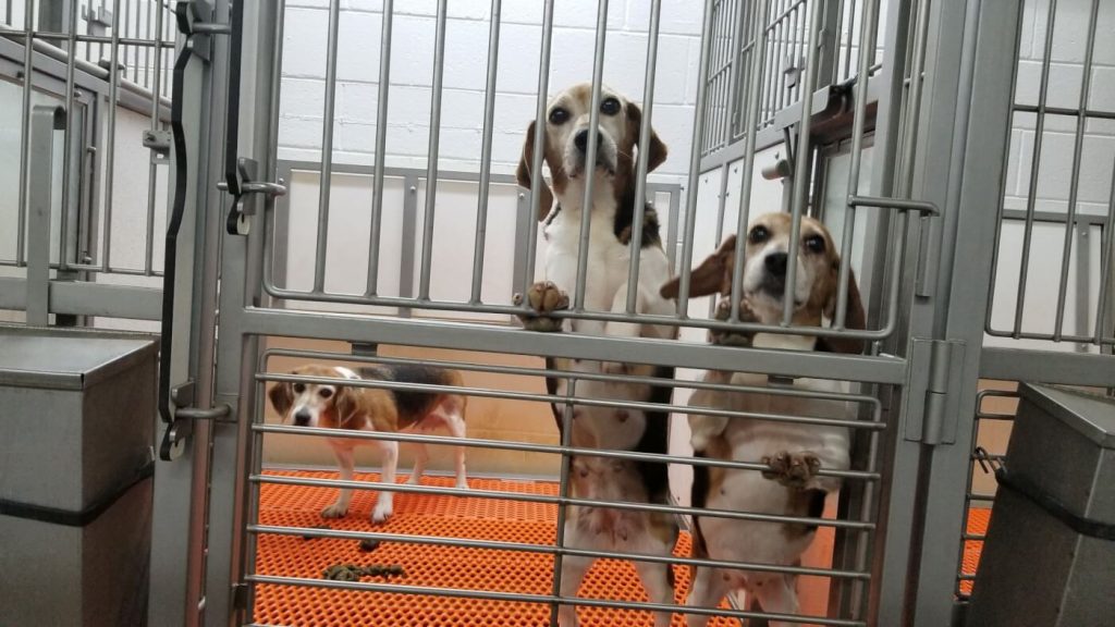 Massachusetts’ Anti-Wiretapping Law Protects Animal Abusers—But PETA Is Seeking To Change That