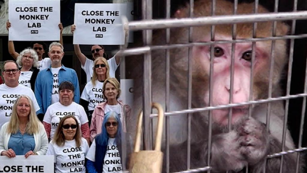 Massive Oregon Monkey Lab to Negotiate End to Experiments!
