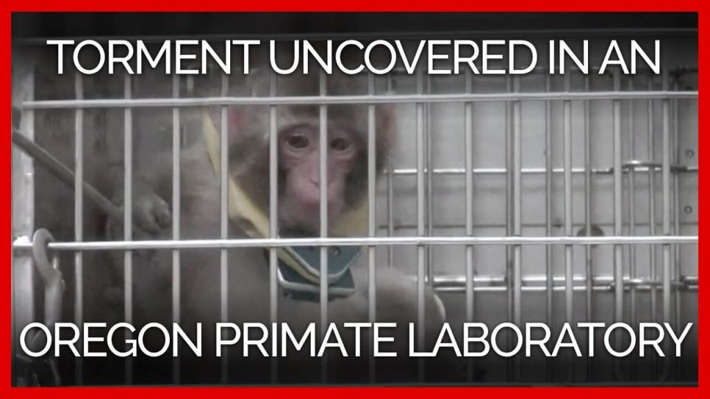 Historic Vote May End Experiments on Monkeys at Oregon Primate Center
