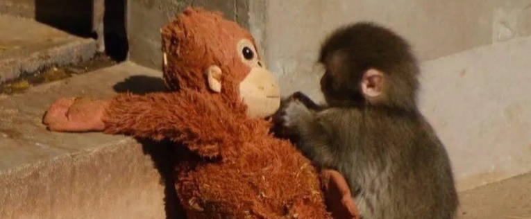 Don’t Let Punch Become the New ‘Moo Deng’: Why Internet Fame Is Bad for Captive Animals