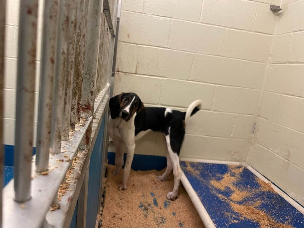 Experimenters Jam Needles Into Dogs’ Spinal Cords at UMass Chan