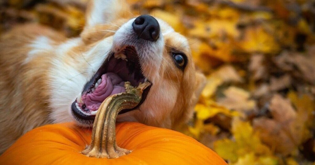 Vet Reveals 13 Surprising Superfoods For Your Dog