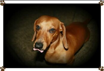 33 Funny & Unique Dachshund Names (with PICS!)