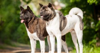 9 Best Dry Dog Foods for Akitas