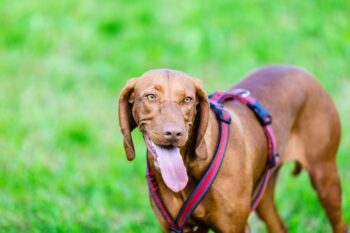 9 Best Freeze-Dried Dog Food Brands for Bloodhounds