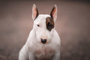 9 Best Dry Dog Foods for Bull Terriers