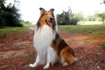 9 Best Freeze-Dried Dog Food Brands for Collies