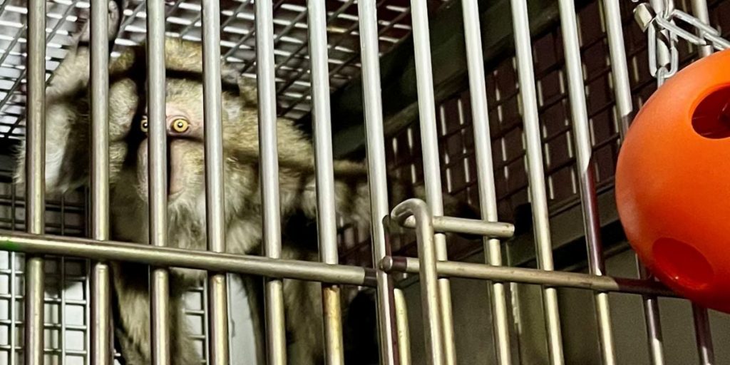 Monkey Importer Faces Criminal Charges for Monkey Thrown in Dumpster