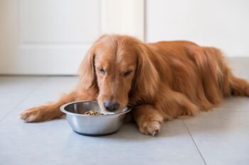 9 Best Freeze-Dried Dog Food Brands for Golden Retrievers