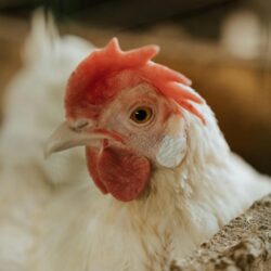 Federal lawsuit challenges Michigan cage-free egg law