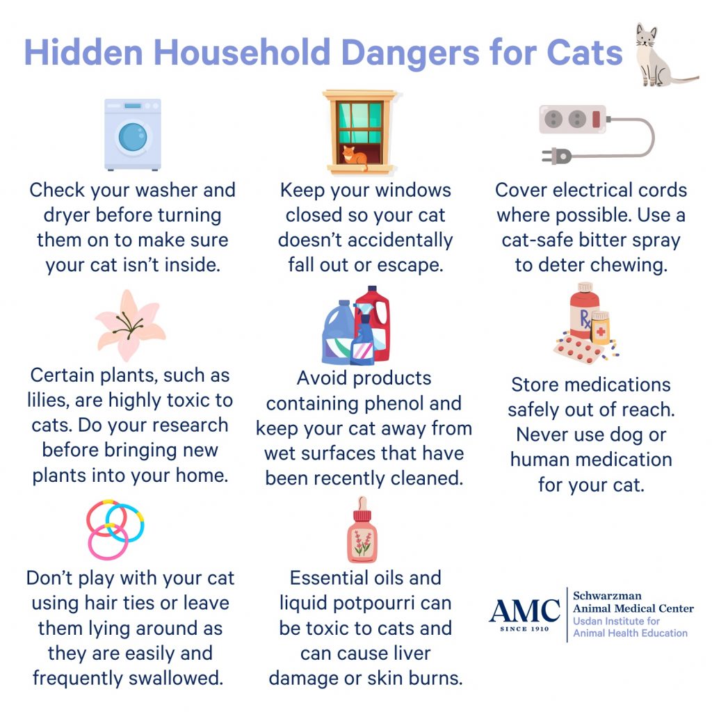 A Cat’s Close Call in a Dryer: The Real Risks of Laundry Machines for Pets