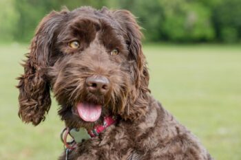 9 Best Freeze-Dried Dog Food Brands for Labradoodles
