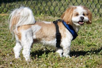 9 Best Freeze-Dried Dog Food Brands for Lhasa Apsos