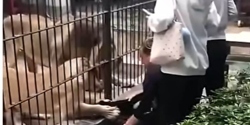 Lioness Grabs 10-Year-Old Through Bars at China Zoo
