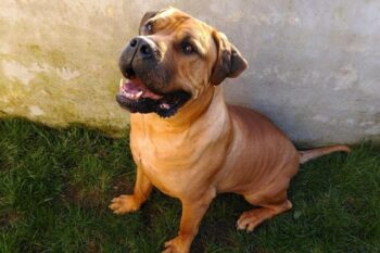 9 Best Freeze-Dried Dog Food Brands for Mastiffs