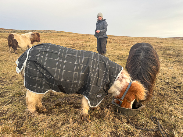 Super-Duper Rugs Arrived!