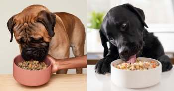 Ollie vs Nom Nom: Freshly-Made Dog Food Comparison