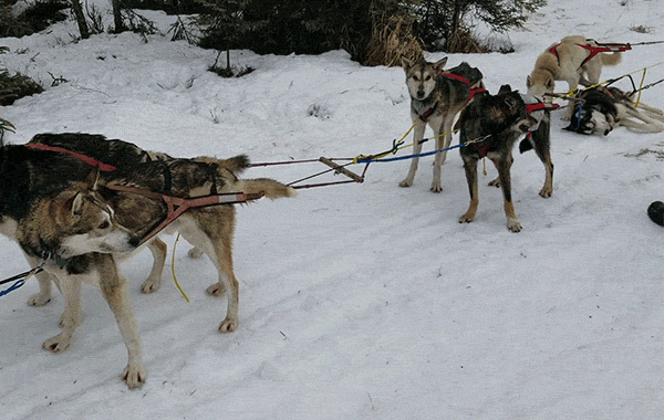 A Chilling Start: “Death” Itself Attends the 2026 Iditarod