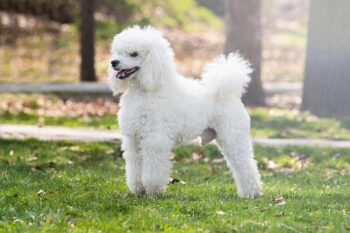 9 Best Dry Dog Foods for Poodles