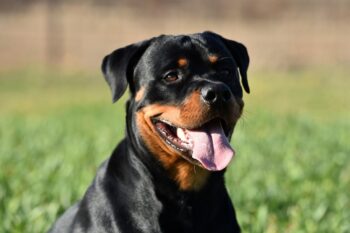 9 Best Dry Dog Foods for Rottweilers