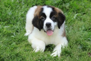 9 Best Freeze-Dried Dog Food Brands for Saint Bernards