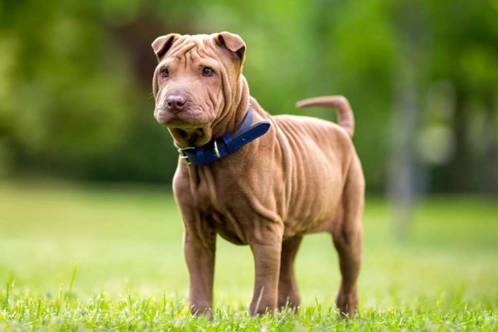 Best Puppy Dog Foods for Shar Peis