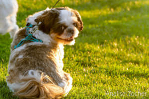 Is My Dog A Healthy Weight?