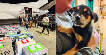 119 Lucky Lives Flew To Hopeful Futures Thanks To iHeartDogs Hero VIPs